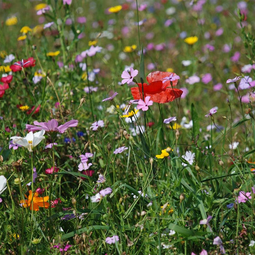 Blumenwiese. Margit Gerblinger. Psychotherapie im Allgäu und Beratung