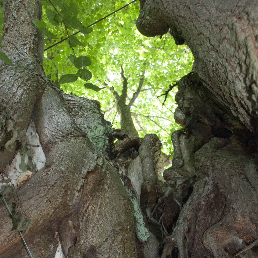 Psychotherapeutin im Allgäu. Margit Gerblinger