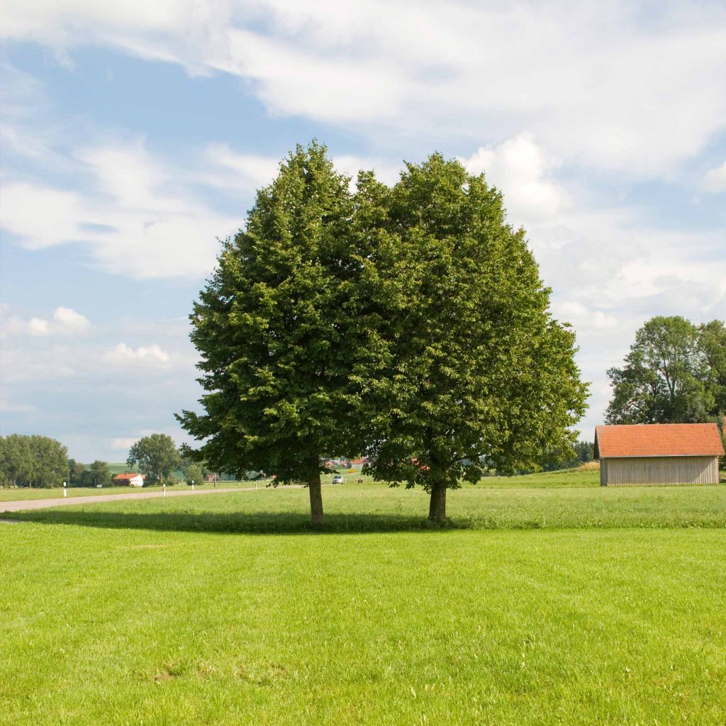 Psychotherapeutin im Allgäu. Margit Gerblinger